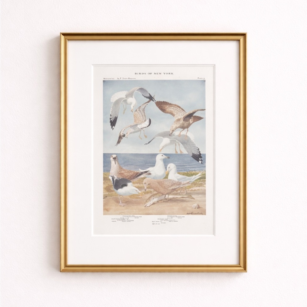 Antique Ornithological Bird Print Original seagulls on beach
